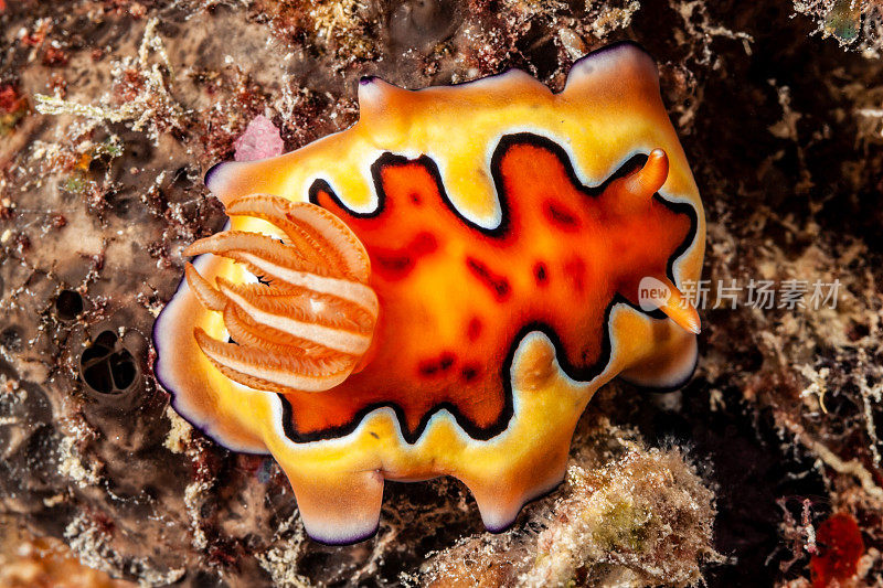 彩色Co’s Nudibranch Goniobranchus coi，帕劳，密克罗尼西亚